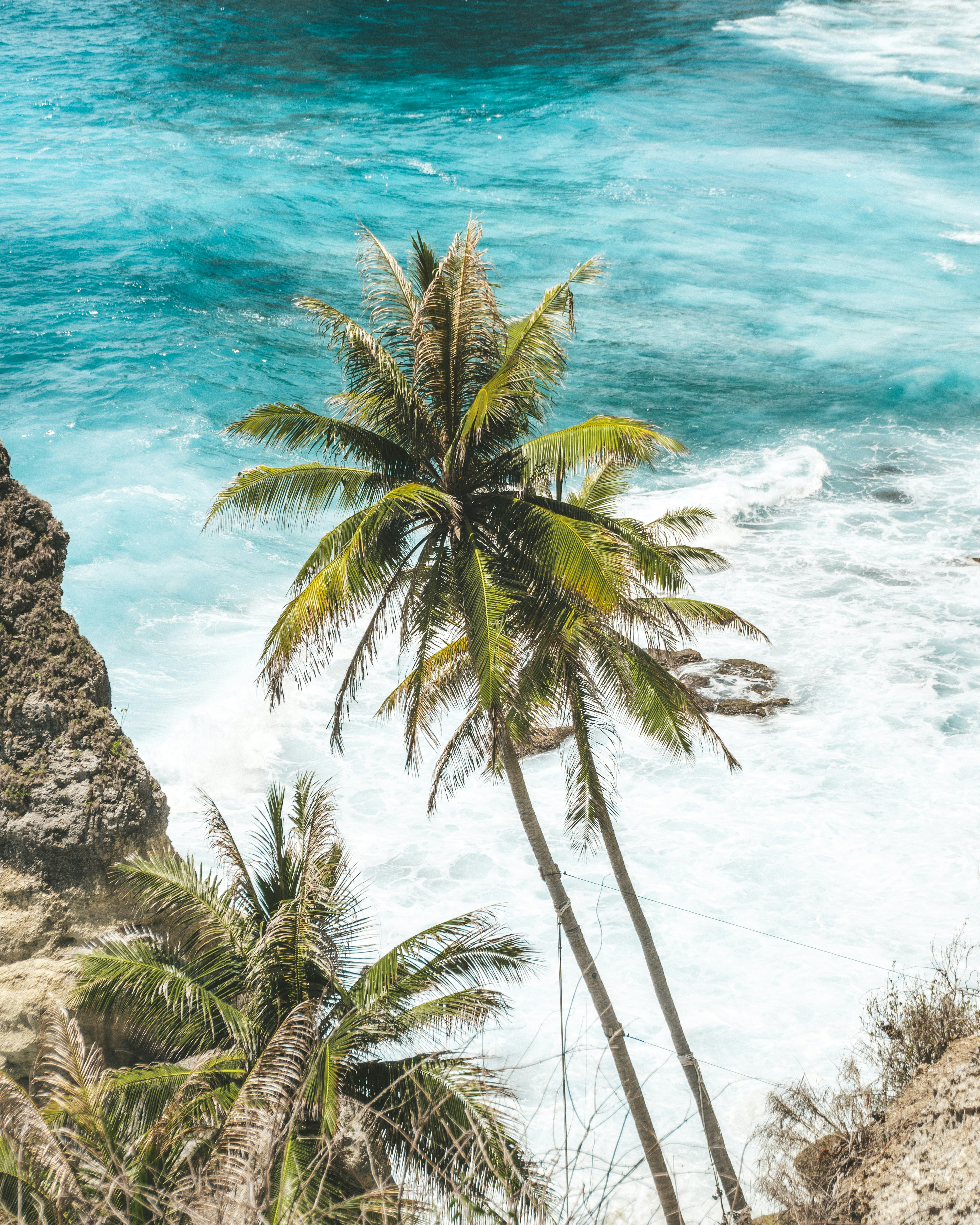 green palm tree near body of water during daytime